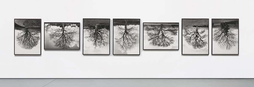 Rodney Graham, Welsh Oaks, 1998